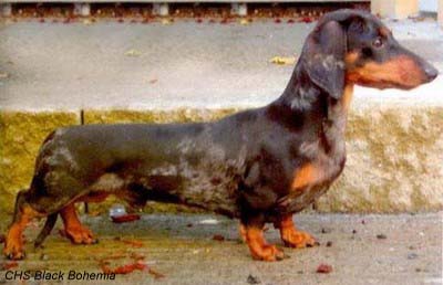 Dachshund Miniature Smooth-haired