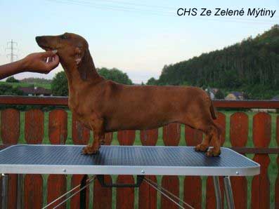 red and tan dachshund puppies