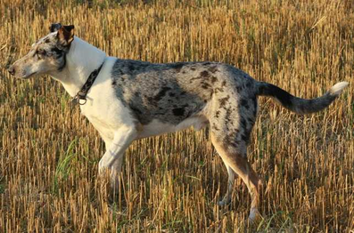 Genomia: Genetic tests for dogs of breed: Border Collie