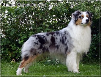 cryptic merle border collie